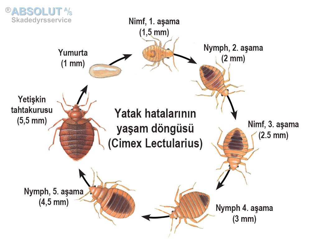 tahtakurusu yaşam döngüsü