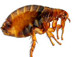 pngimg.com - flea_PNG4