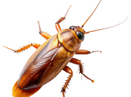 pngtree-cockroach-image-png-image_14579761